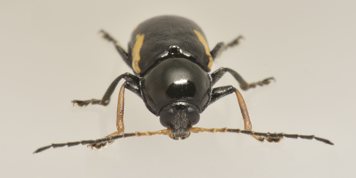 Chrysomelidae: Cryptocephalus stragula? S, maschio.